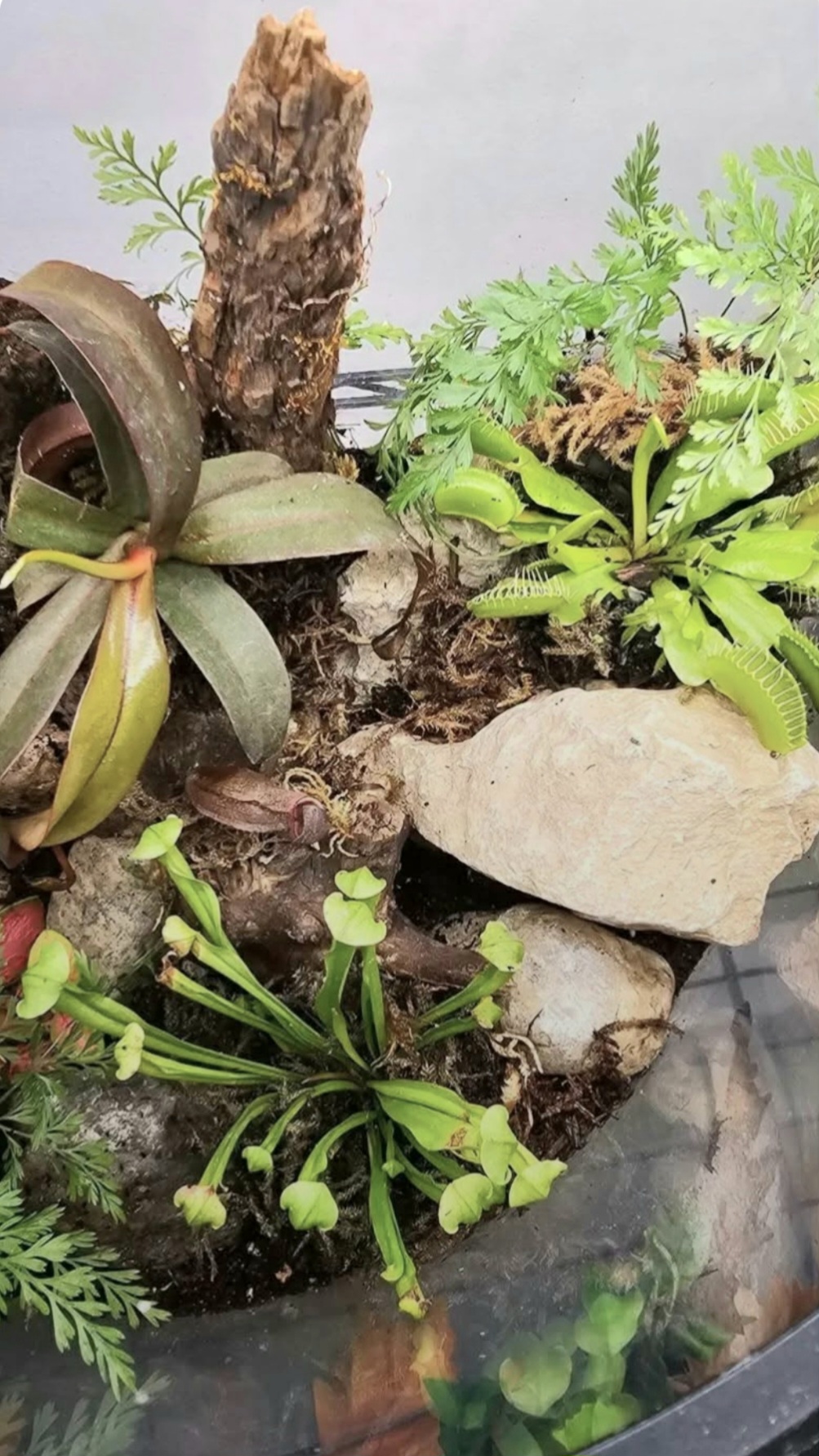 Handcrafted Terrarium – Easy-Care Living Décor